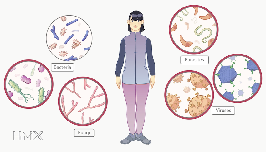 A medical illustration of germs.